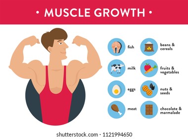 muscle growth infographic. Vector flat cartoon illustration. Isolated on white background. Health food,diet, products, fitness, sport, bodybuilding nutrition, nutriment infographic concept