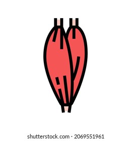 muscle human anatomy color icon vector. muscle human anatomy sign. isolated symbol illustration
