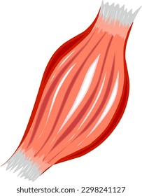 Muscle Human Anatomy Myosin Tendon Illustration Vector