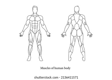 El músculo de la parte del cuerpo humano