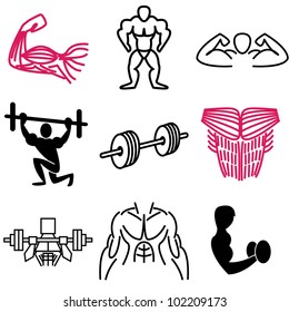 muscle icons vector set