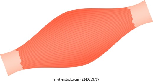 A muscle isolated vector illustration.
