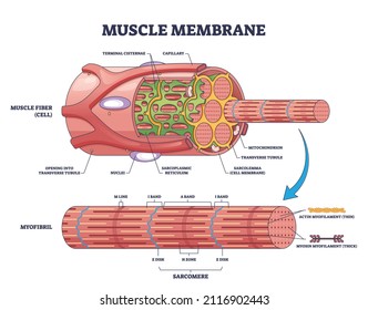 Muscle membrane or sarcolemma anatomical structure outline diagram. Labeled educational microscopic closeup with myofibril and fiber detailed description vector illustration. Band and zones scheme.
