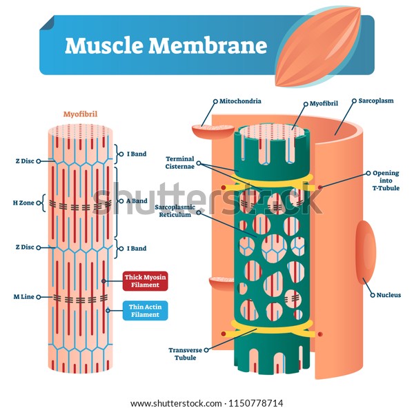 Muscle membrane vector illustration. Labeled\
scheme with myofibril, disc, zone, line and band. Anatomical and\
medical diagram with mitochondria, sarcoplasm, reticulum,\
transverse tubule and\
nucleus.