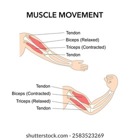 Muscle movement. Biceps triceps motion anatomy. Biceps flexion, extension. Arm and hand contracts, relax diagram vector Illustration.