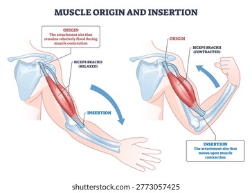 Muscle origin and insertion shown through biceps brachii on the arm, contrasting relaxed and contracted states to explain attachment and movement on humerus and radius. Outline diagram