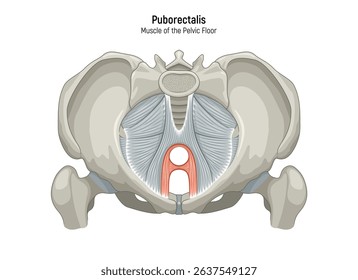 Muscle of the Pelvic Floor anatomical diagram. Pubococcygeus, Iliococcygeus, Puborectalis, Obturator, Coccygeus, Piriformis muscles vector illustration