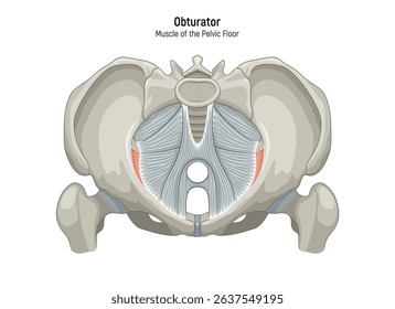 Muscle of the Pelvic Floor anatomical diagram. Pubococcygeus, Iliococcygeus, Puborectalis, Obturator, Coccygeus, Piriformis muscles vector illustration