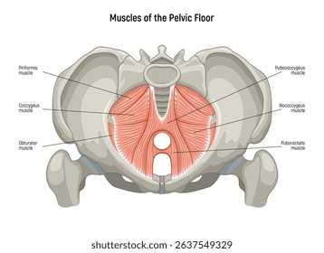 Muscle of the Pelvic Floor anatomical diagram. Pubococcygeus, Iliococcygeus, Puborectalis, Obturator, Coccygeus, Piriformis muscles vector illustration