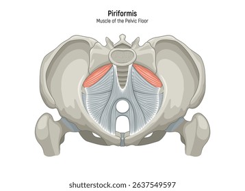 Muscle of the Pelvic Floor anatomical diagram. Pubococcygeus, Iliococcygeus, Puborectalis, Obturator, Coccygeus, Piriformis muscles vector illustration