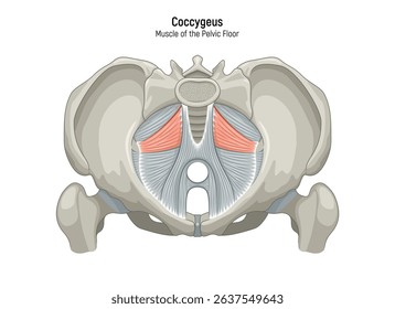 Muscle of the Pelvic Floor anatomical diagram. Pubococcygeus, Iliococcygeus, Puborectalis, Obturator, Coccygeus, Piriformis muscles vector illustration