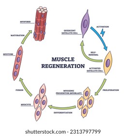 Regeneración muscular con esquema de estadios de división microbiológica. Escalones anatómicos etiquetados con la activación, proliferación, diferenciación, fusión y maduración de la ilustración vectorial.