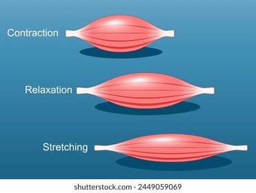 Muscle relaxation, stretching, and contraction. Close-up of a Skeletal muscle fiber. Isometric flat vector Illustration