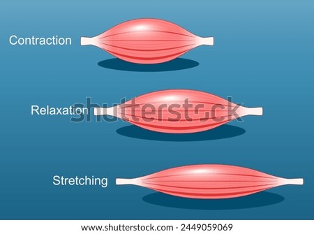 Muscle relaxation, stretching, and contraction. Close-up of a Skeletal muscle fiber. Isometric flat vector Illustration