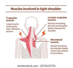 Entornos musculares en la espalda que causan el apretado hombro