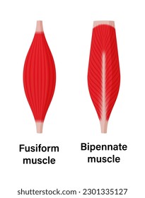 Muscle shape illustration ( fusiform muscle and bipennate muscle )