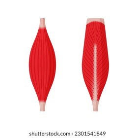 Muscle shape illustration ( fusiform muscle and bipennate muscle )