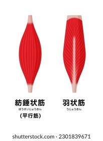 Muscle shape illustration ( fusiform muscle and bipennate muscle ). Translation: fusiform , bipennate.