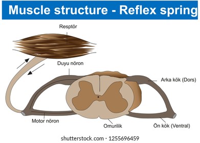 Muscle structure - Reflex spring - Biology Course helper shapes, human body, cell, joints and bones