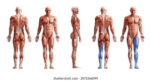 muscle system in human body realistic vector illustration