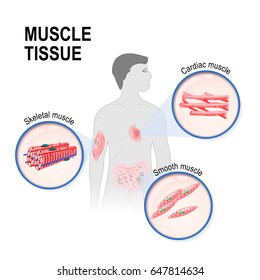 Muscle Tissue