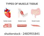 Muscle tissue. Close-up of skeletal muscle in biceps, cardiac muscle in heart, and smooth muscle in small intestine and colon. Myocytes. Vector illustration