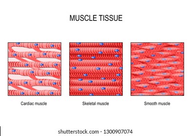 Simple Skeletal Muscle Diagram Labeled