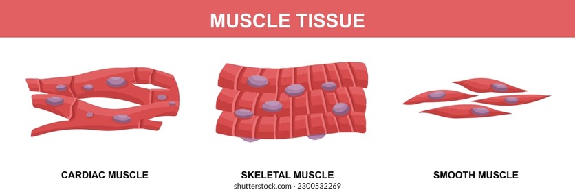 Muscle Tissue Structure Diagram For Biology Assignments and Tests. Colorful Flat Vector Illustration