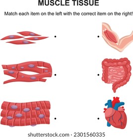 Muscle Tissue Structure Diagram For Biology Assignments and Tests. Matching Activity. Draw a Line. Lesson Explainer. Colorful Flat Vector Illustration