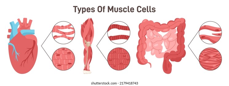 Tipos de tejido muscular establecidos. Músculos lisos, esqueléticos y cardíacos, con ejemplo de su localización. Esquema didáctico de anatomía del sistema muscular humano. Ilustración vectorial plana