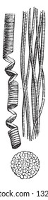 Muscle tissue, vintage engraved illustration. Zoology Elements from Paul Gervais.
