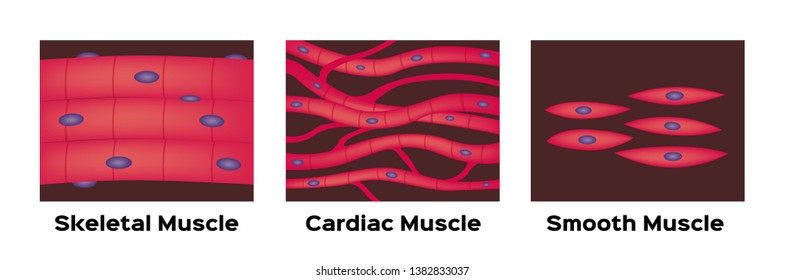 muscle type vector / cardiac , skeletal , smooth