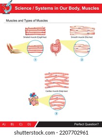 Muscle and muscle types related to the systems in our body, which is the subject of science (turkish: Düz kas, çizgili kas, kalp kası)