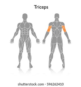 Muscle using in training, vector