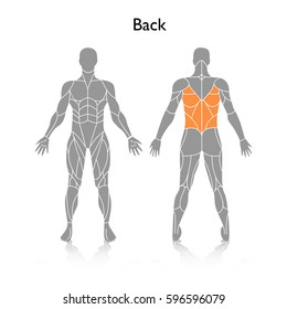 Human Muscles Labeled Images Stock Photos Vectors Shutterstock