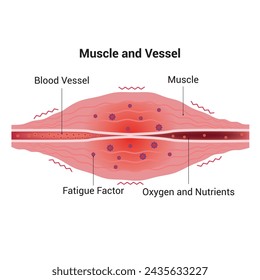 Muscle and Vessel Science Design Vector Illustration Diagram