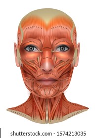 Muscles anatomy of the female face and neck