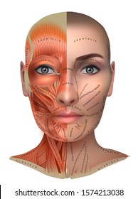 Muscles anatomy of the female face and neck 