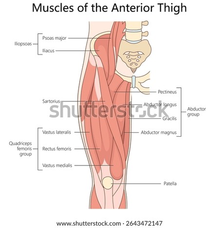muscles of the anterior thigh Human structure diagram hand drawn schematic vector illustration. Medical science educational illustration