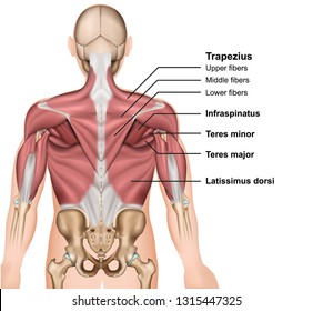 The muscles of the back 3d medical vector illustration