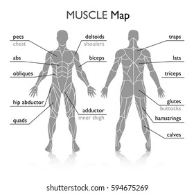 Muscles in the body, vector