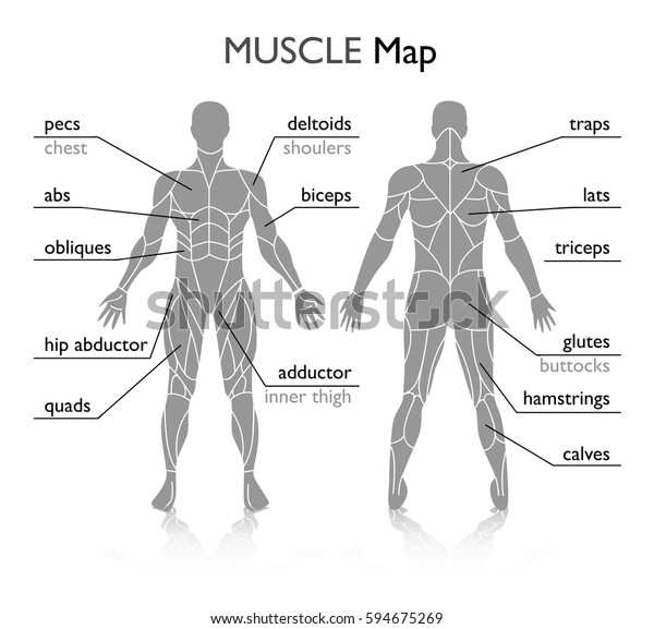Muscles in the body,\
vector