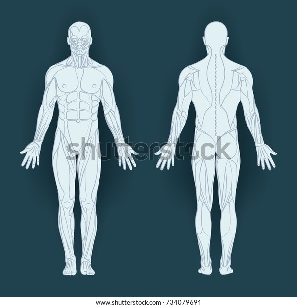 体内の筋肉 ベクターイラスト 後方 前方の図 全身 のベクター画像素材 ロイヤリティフリー