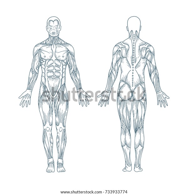 体の筋肉 ベクター画像 後方 前方の図 全身 手描きのイラスト のベクター画像素材 ロイヤリティフリー