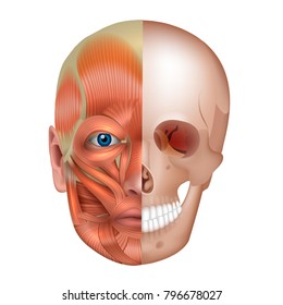 Muscles and bones of the face detailed bright anatomy isolated on a white background