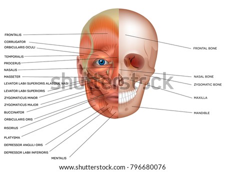 Muscles and bones of the face detailed bright anatomy isolated on a white background
