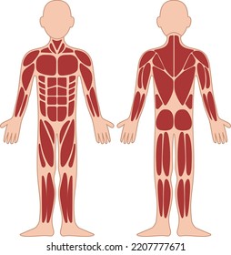 Muscles Chart Description Muscular Body man.