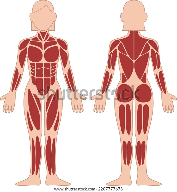 muscles-chart-description-muscular-body-man-stock-vector-royalty-free-2207777673-shutterstock