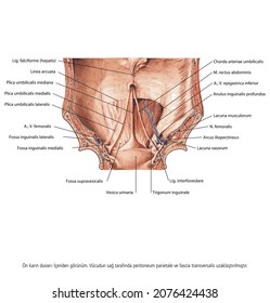 Muscles ( Cross Section ) Of The Anterior Abdominal Wall