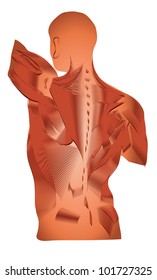 Muscles. Detailed diagram.